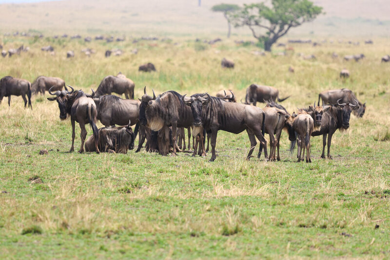 safariedited-454