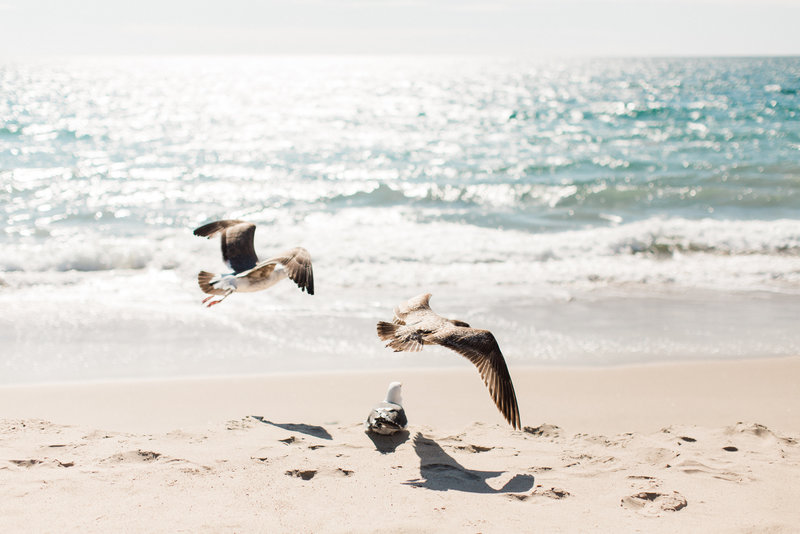 Santa-Monica-beach-photographer-Stephanie-Brauer