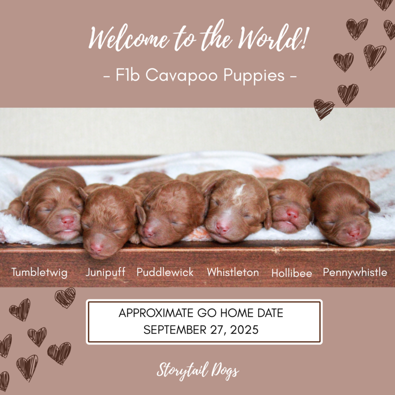 Tricolor Cavapoo Puppy