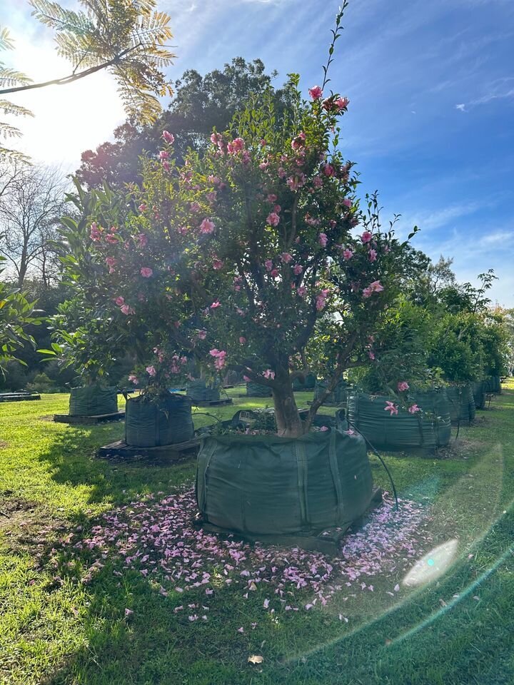 Camellia Jennifer Susan - Cameilla Sasanqua Jennifer Susan