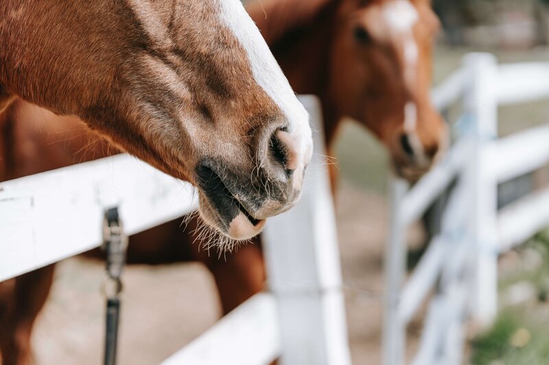 pexels-barbara-olsen-7882837 (1)