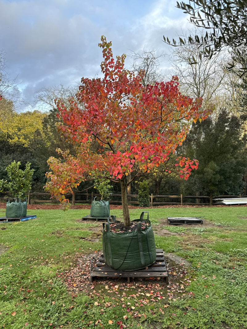 Chinese Tallow Tree - Triadica sebifera - Sydney Mature Trees - Go Green Nurseries