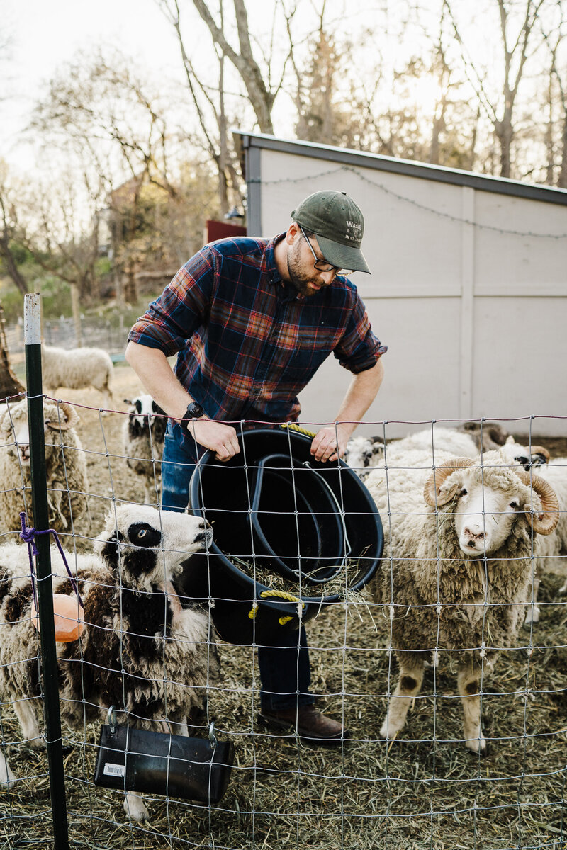farmer feeds his sheep during brand photograpjy session in boston