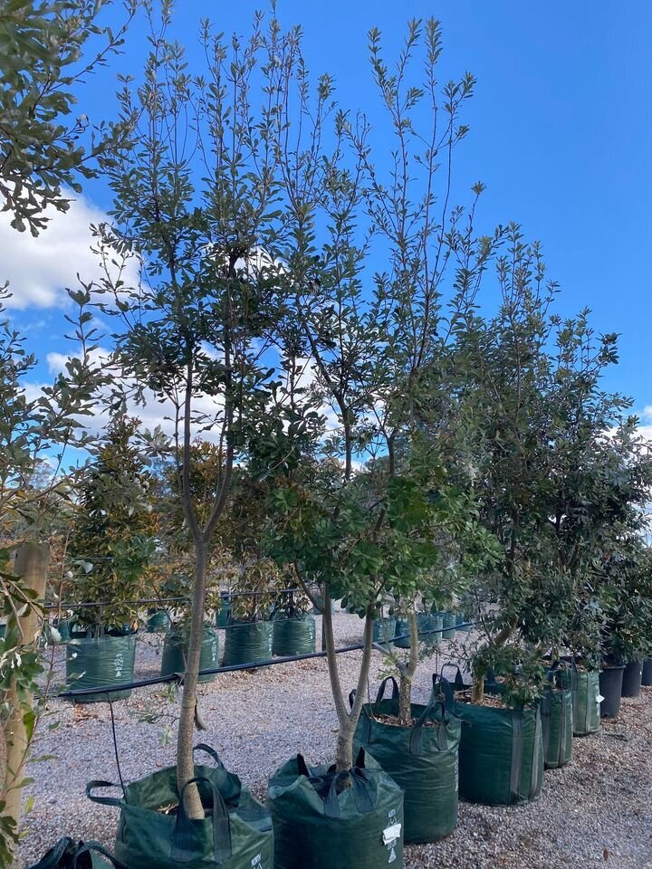 Coastal Banksia - Banksia Integrifolia - Sydney Plant Nursery - Mature Trees Sydney