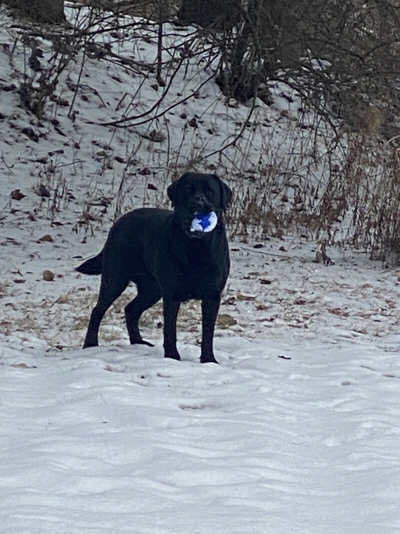 Black Lab female from AKC bloodlines in Michigan.