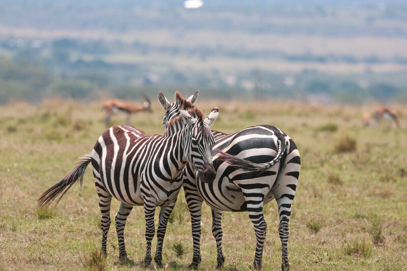 safariedited-031