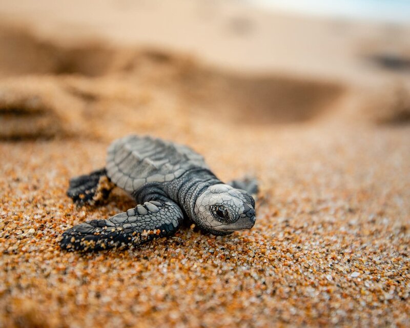 Careyes-Mexico-Turtle-Protection-Sanctuary-9-0631