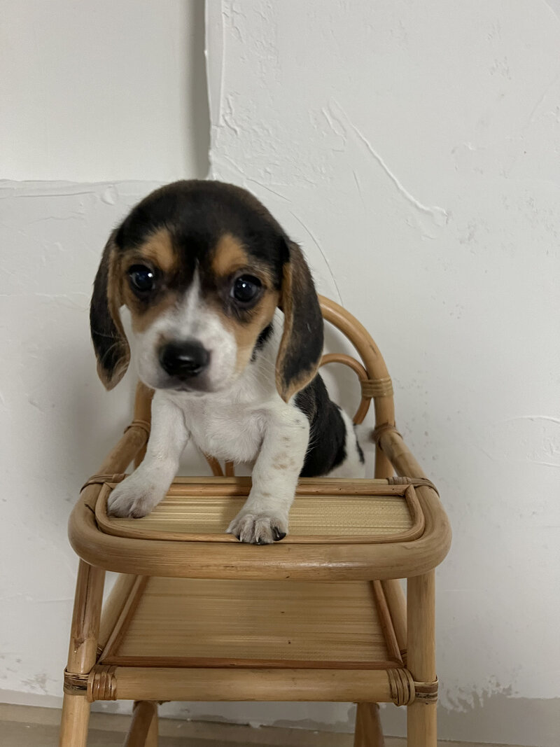 Pocket Beagle Puppies For Sale