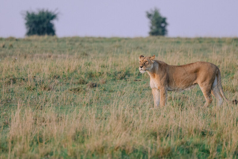 safariedited-516