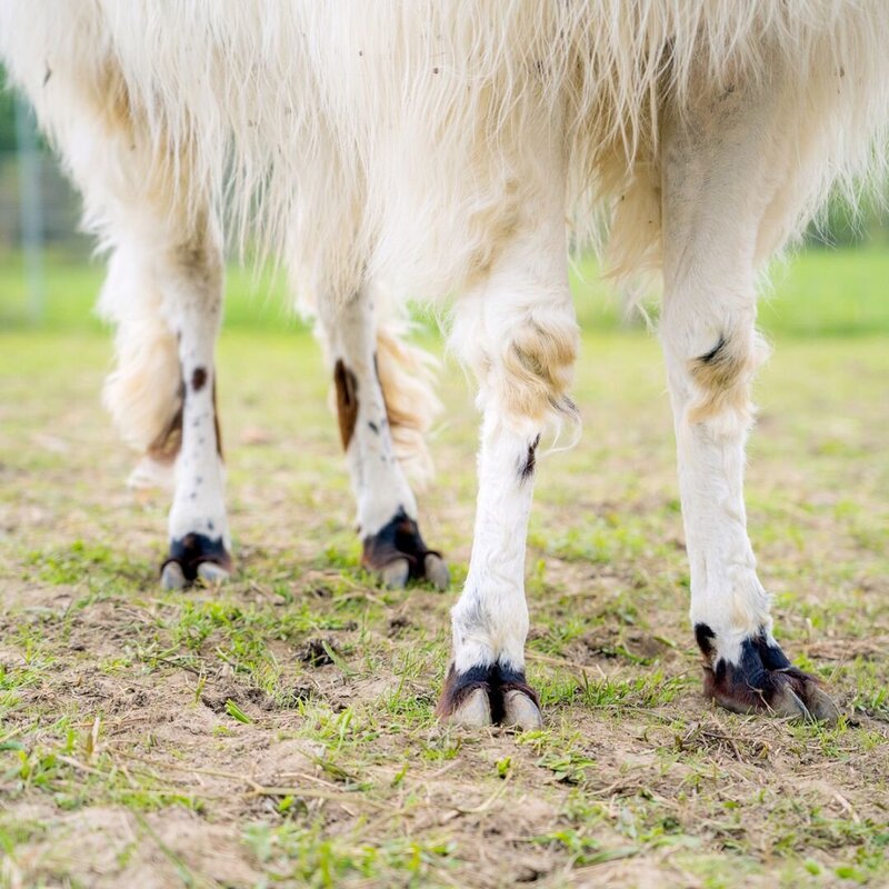 Alpaca and Llama Experience located in the Blue Mountains