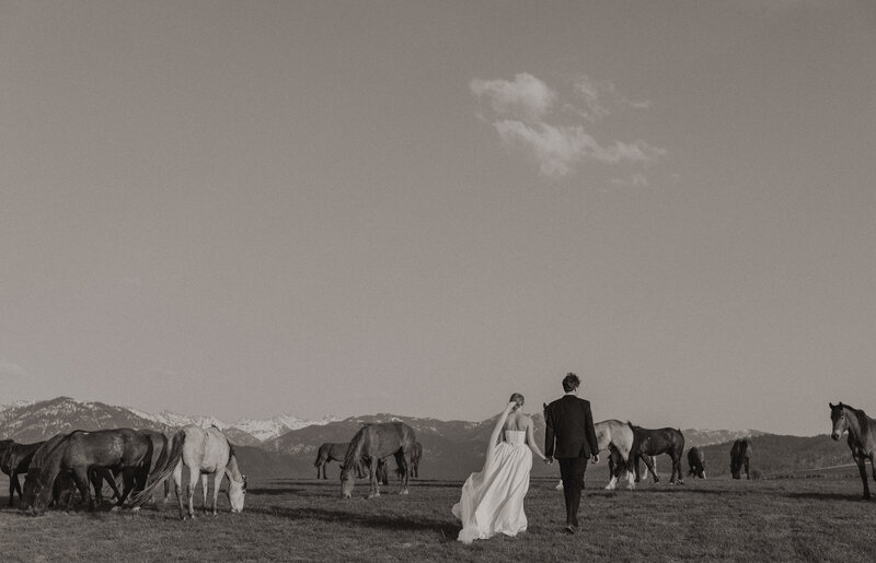 Bride and Groom walking in a field of horse after ceremony in Jackson Hole Wyoming