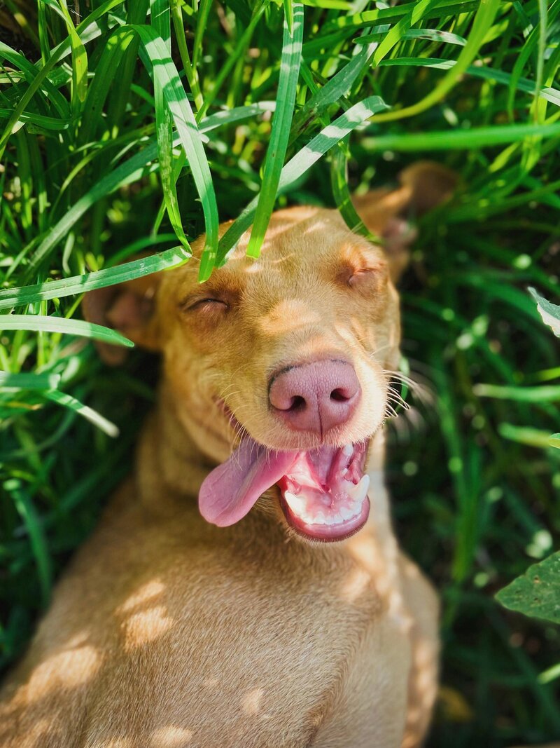 Contact Sitting Paws for reliable pet care in Fort Worth, Texas