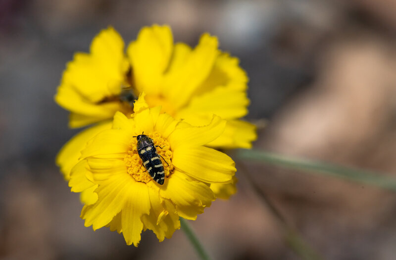 Brittlebush with Bee (1) (1)