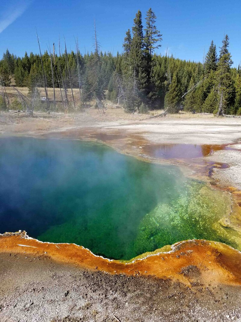 A steaming hot spring in Yellowstone National Park, Wyoming, with vivid green and orange mineral deposits surrounding the deep blue water and pine trees in the background ©Stephanie Dosch | theViatrix Bespoke National Park Itinerary