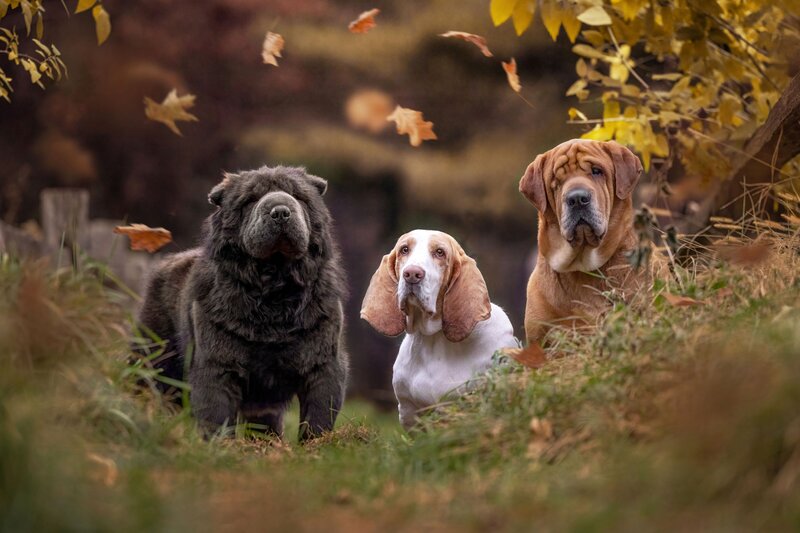 wall art of a small black dog jumping over a log