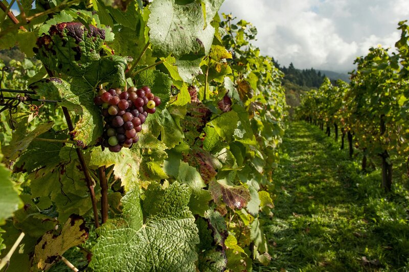 Winery and Vineyard Appraisals Throughout California's Central Coast