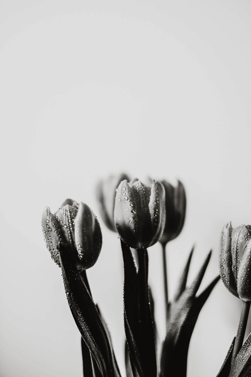 Black and white photo of tulips with condensation on them