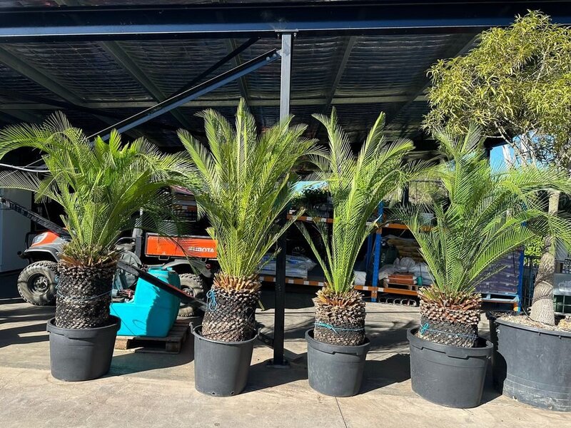 Macrozamia Communis Native Cycad - Exotic Trees Sydney - Go Green Nurseries