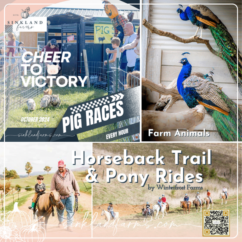 2024Sinkland-Farms_Pumpkin-Festival_Creative-Designs-by-Renee_Pig-Races-Pony-Rides-Farm-animals
