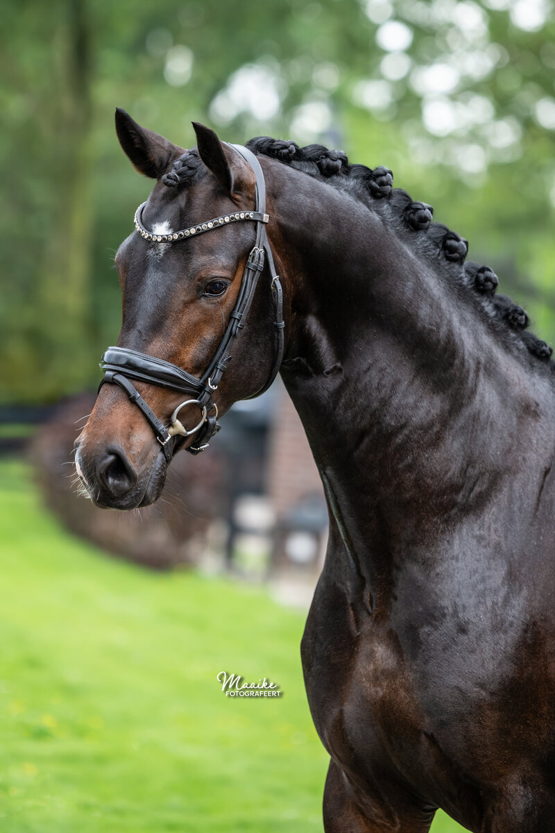 EvE Stables_250524_0012_logo