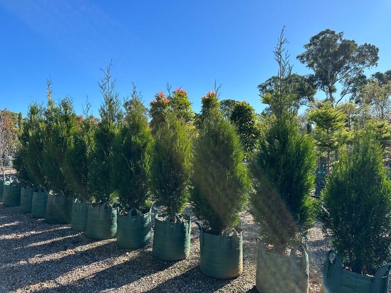 Conifers - Western Red Cedar - Upright - Thuja Plicata Fastigiata