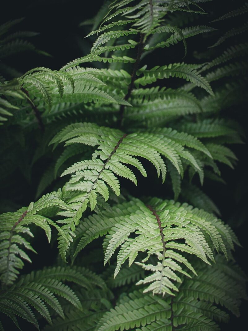 Ferns-for-attachment-style-website
