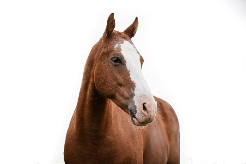 20230624_kya-photography-equestrian-photographer_0021