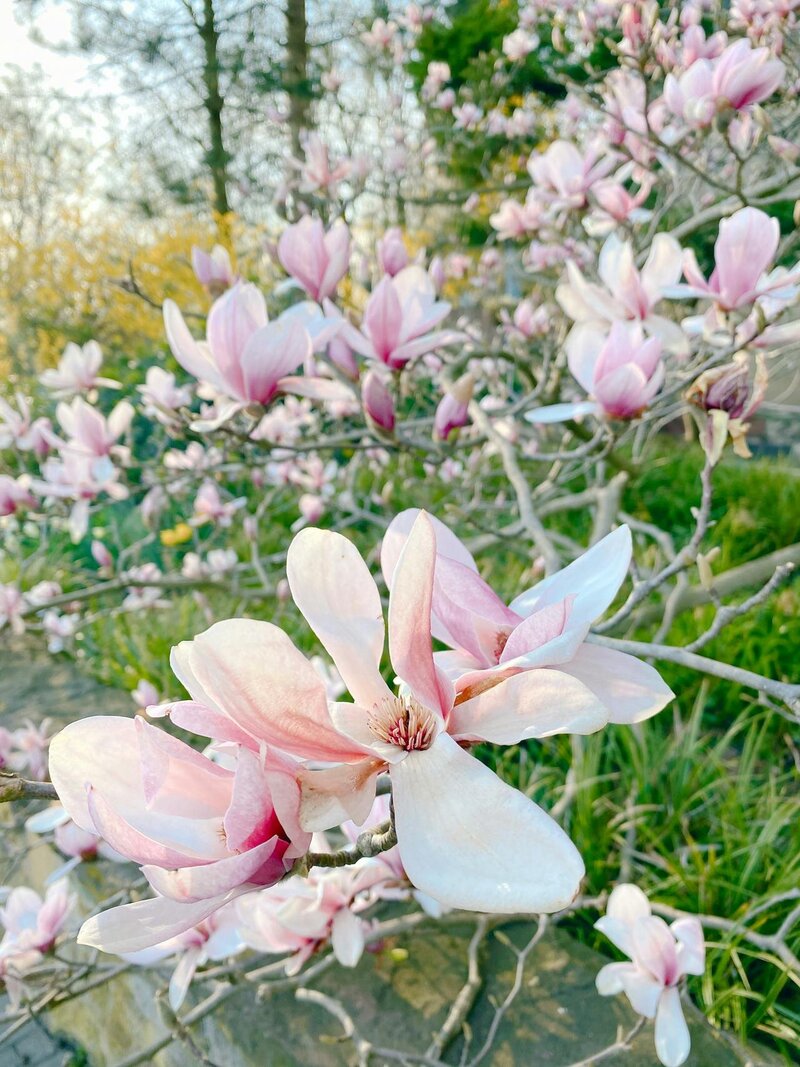 magnolias-in-nature