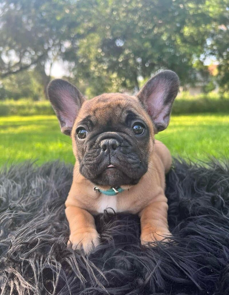 French Bulldog puppy laying in the grass in Tacoma, Washington