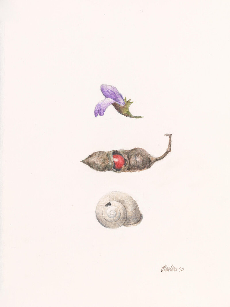 gallery - drawings _flower seed shell_ small