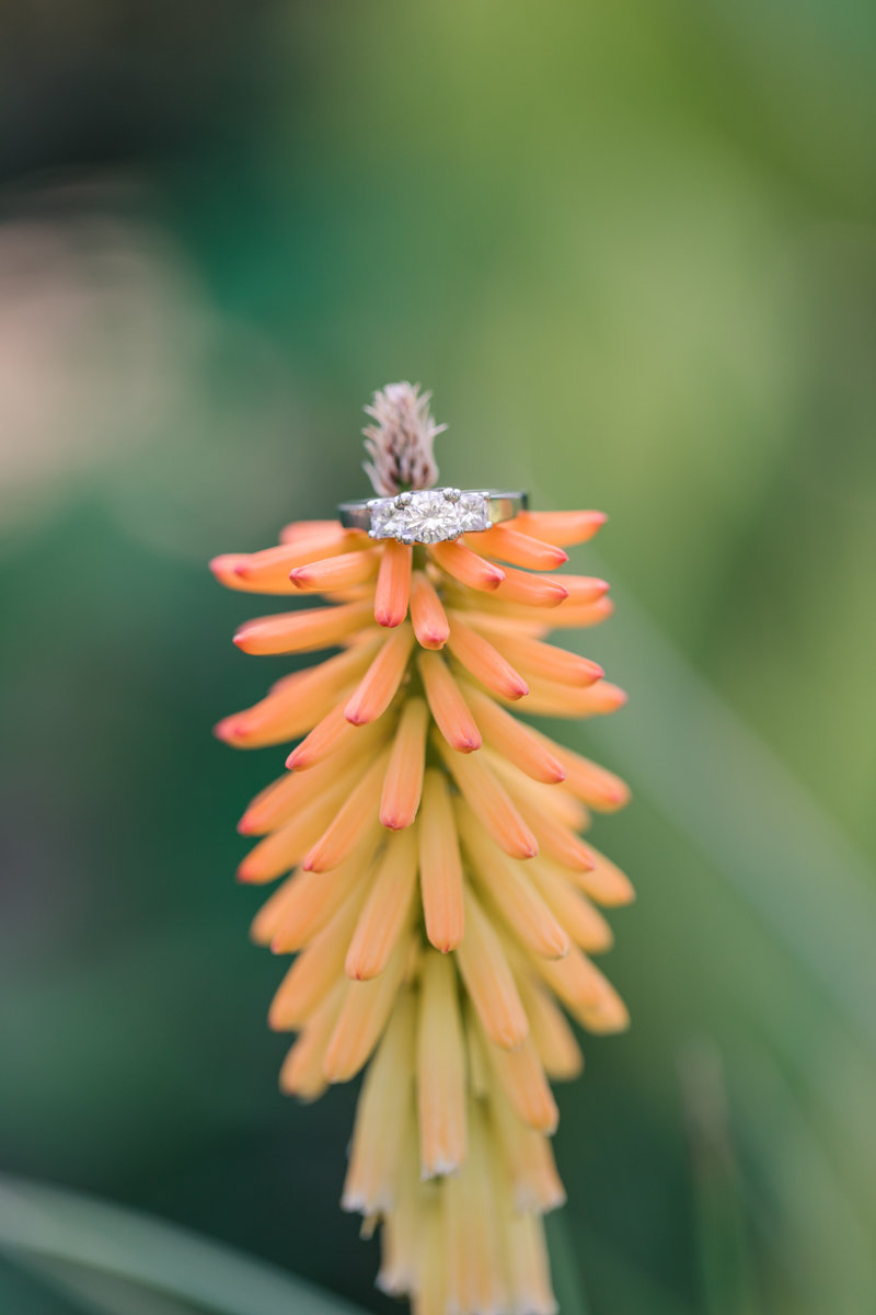 Jennifer B Photography-Elaine and Luke-Engagement-Sandhills Gardens-JB Favs-2019-0110