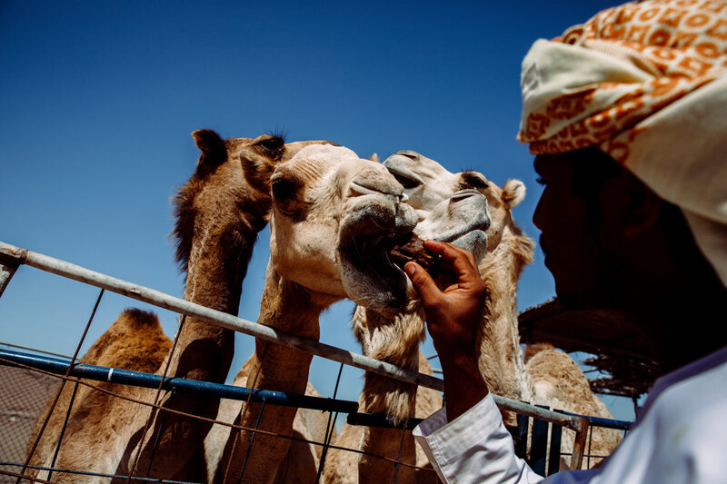 Camel Uschi Camel Trek