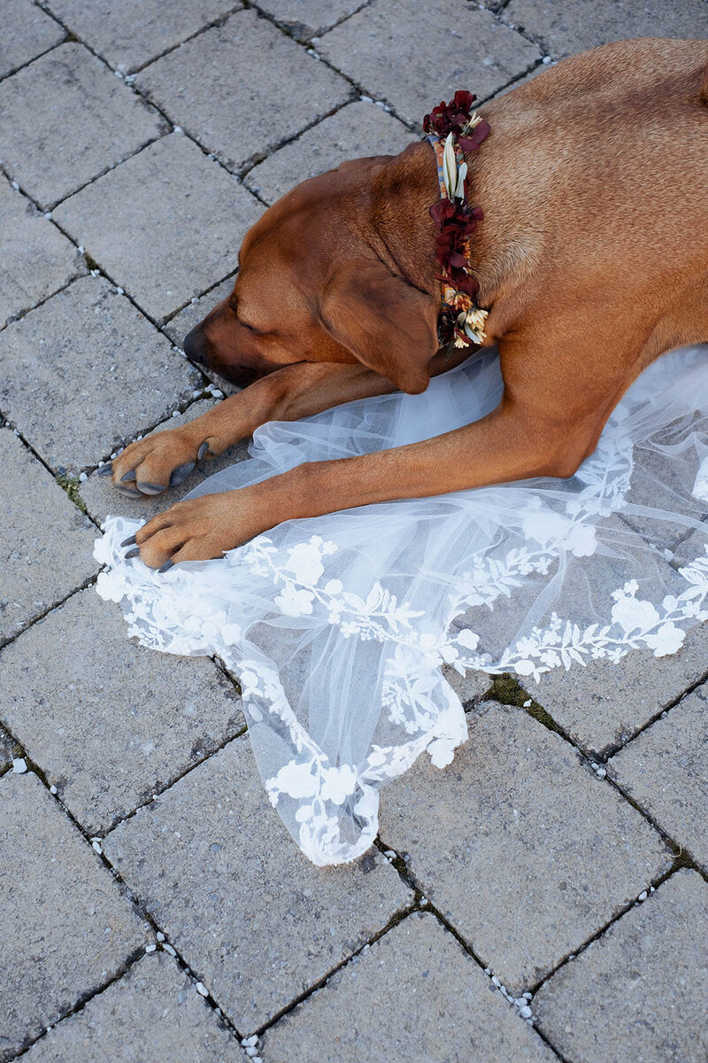 Hund liegt auf Schleier der Braut