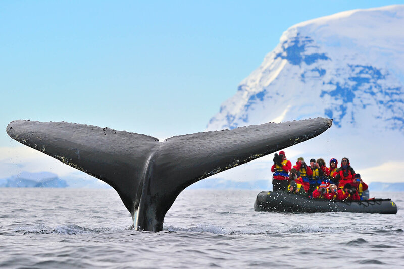 A group of people in colorful jackets on a small inflatable boat observe the large tail of a whale rising from the icy water, with snow-covered mountains in the background.