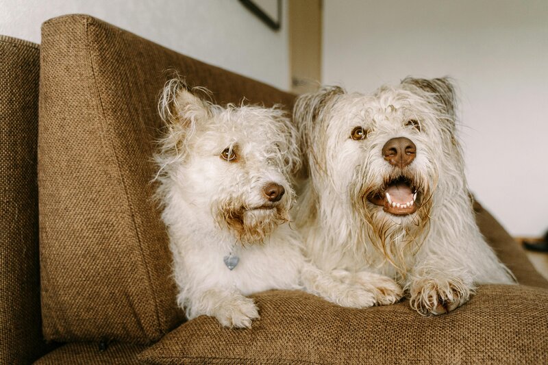 Two dogs sitting together on a couch, symbolizing companionship and support, reflecting guidance on helping pets cope with the grief and loss of another pet.