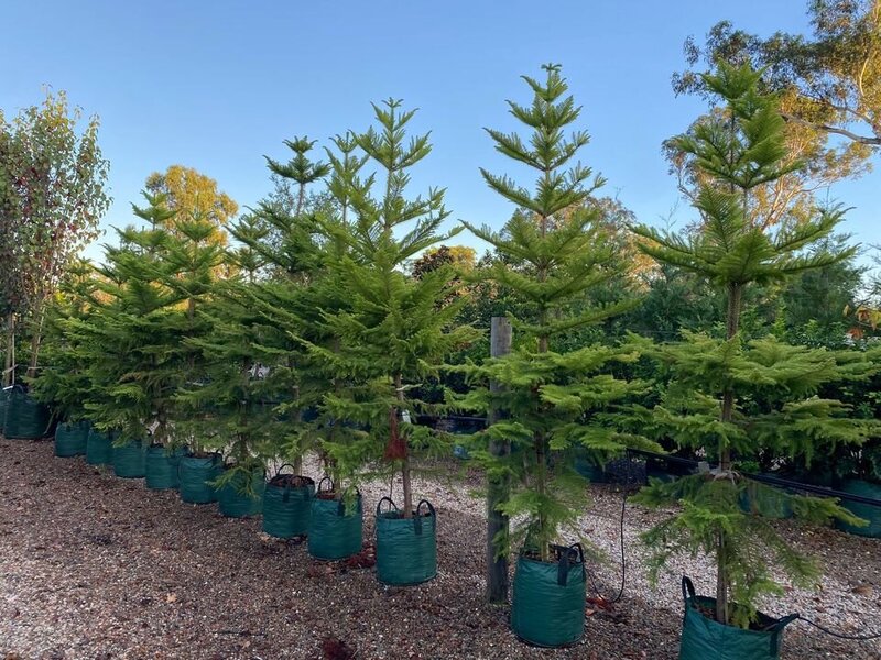 Mature ARAUCARIA HETEROPHYLLA - Norfolk Island Pine - Go Green Nurseries - Sydney Plant Nursery