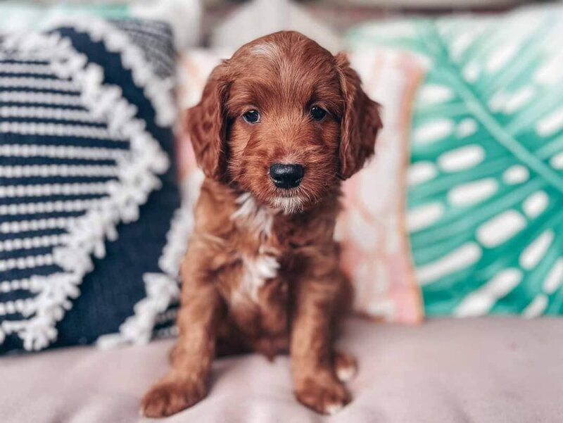 Small Country Mini Doodles Kansas City Cavapoos448977134_1242477957162704_6681022885572016283_n