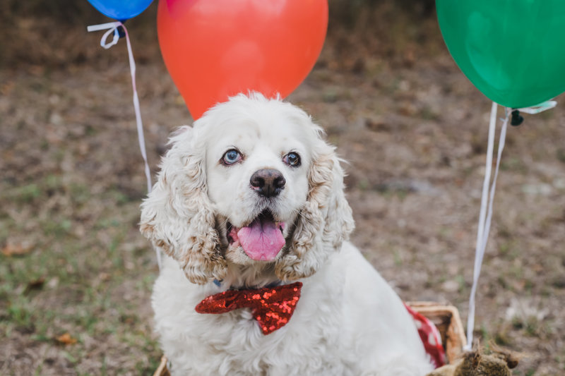 Smiling dog of Orlando family photographer Haleigh Nicole
