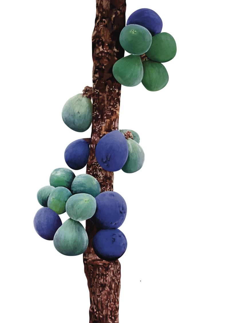 Davidson_Plum