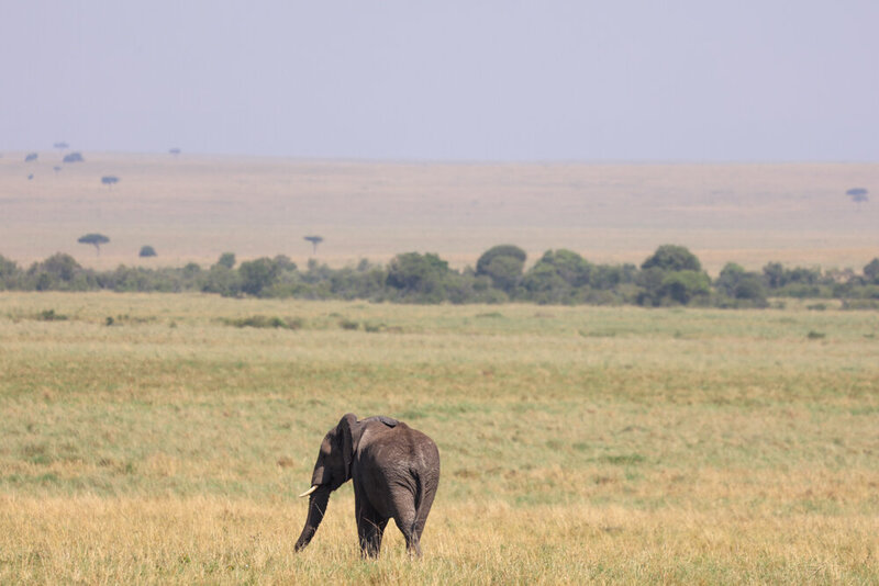 safariedited-306