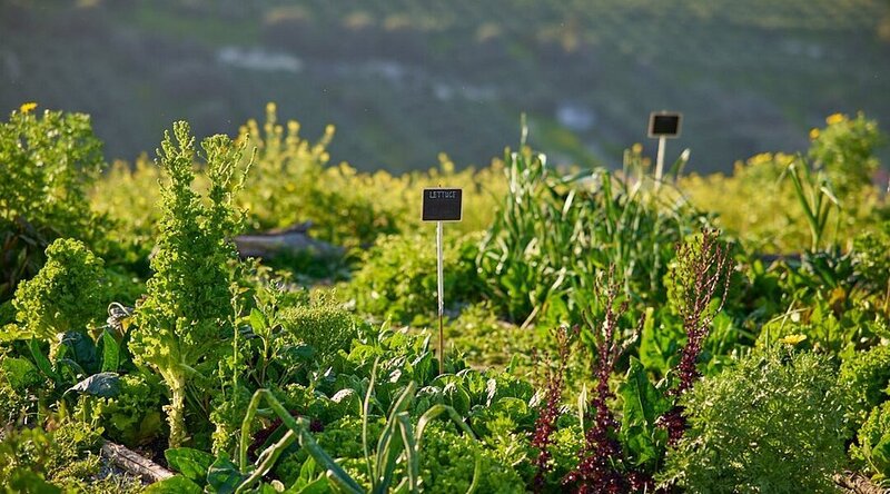 our-garden