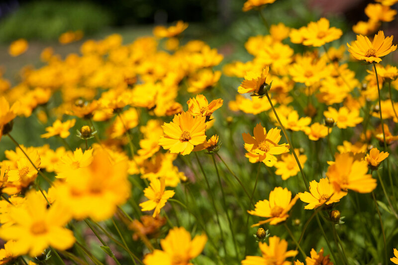 A field of yellow flowers