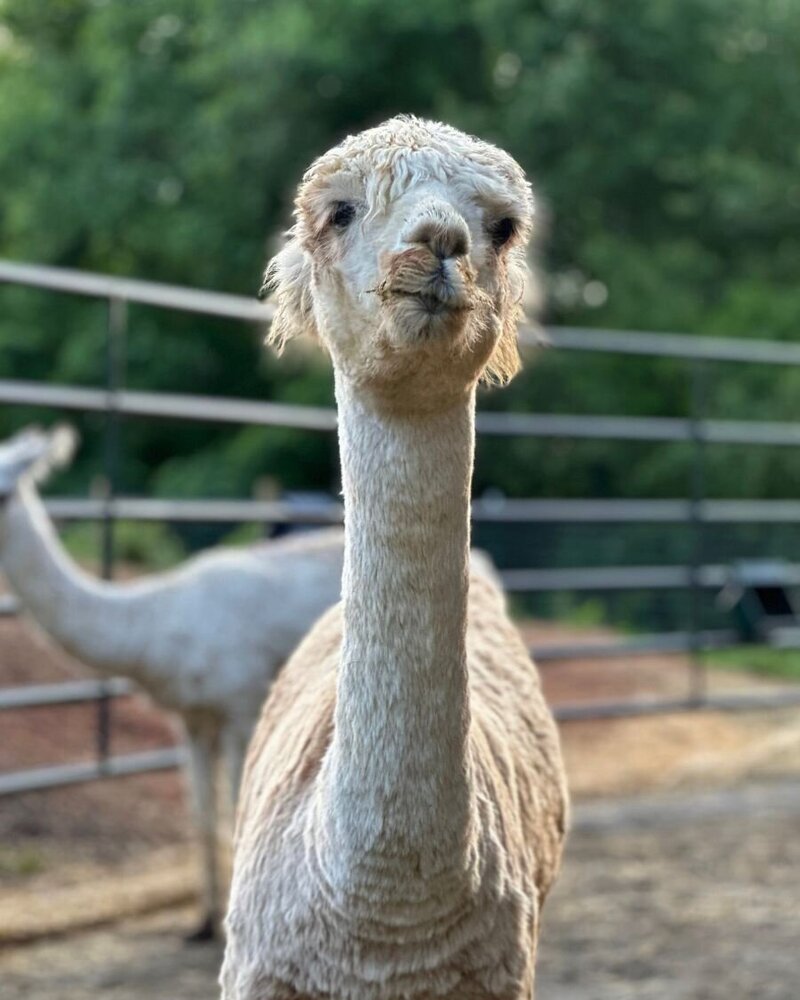 micah alpaca