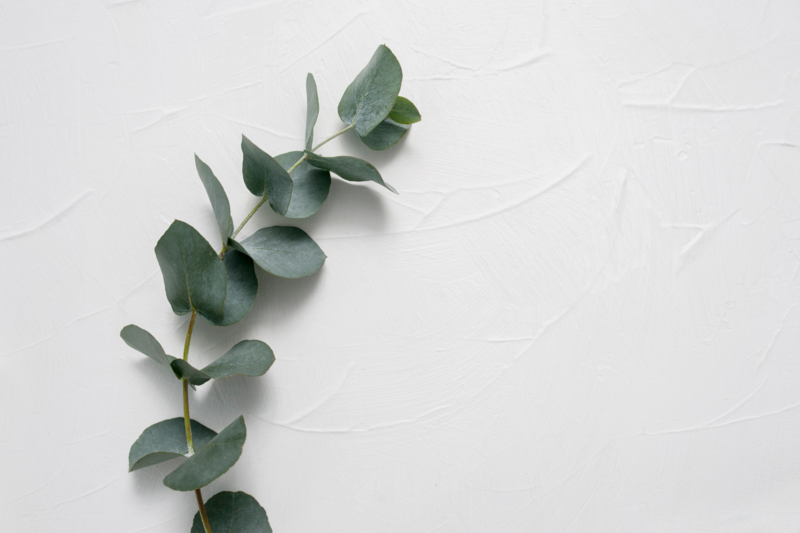 Création identité visuelle pour énergéticienne⎜Studio Calathea