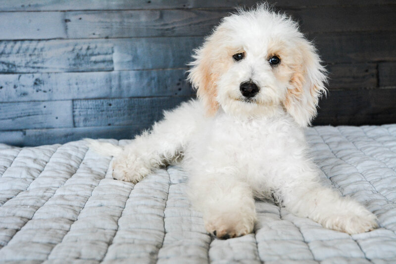 Available Mini and micro Sheepadoodle Puppies