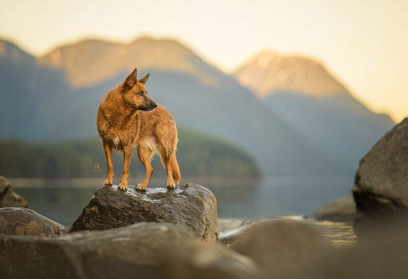Golden hour dog photoshoot at Alouette Lake bathes a German Shepherd mix in warm light, with the serene BC mountains as a backdrop.