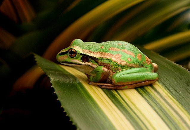 frog7