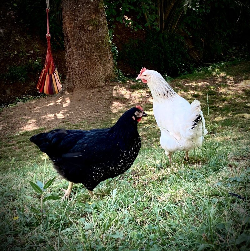 les poules