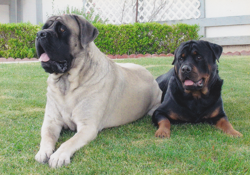 Companions r us store dog training