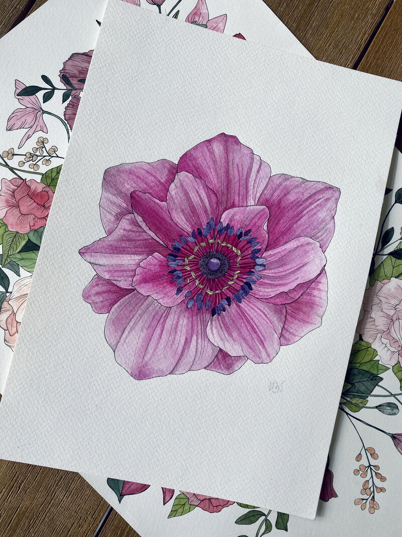 pink poppy